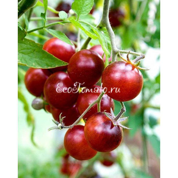 Painted Pink (Окрашенный розовый), США