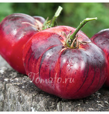 Pink Siberian Tiger (Розовый Сибирский тигр), США