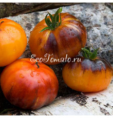 Rainbow Siberian (Сибирская Радуга)