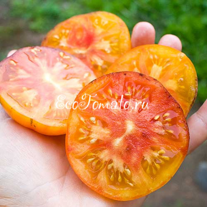 Rainbow Siberian (Сибирская Радуга)