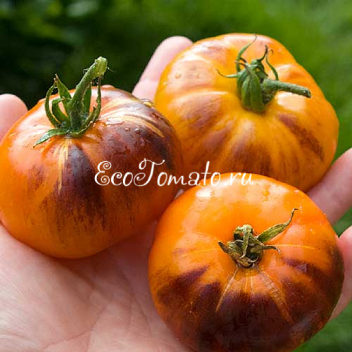 Rainbow Siberian (Сибирская Радуга)