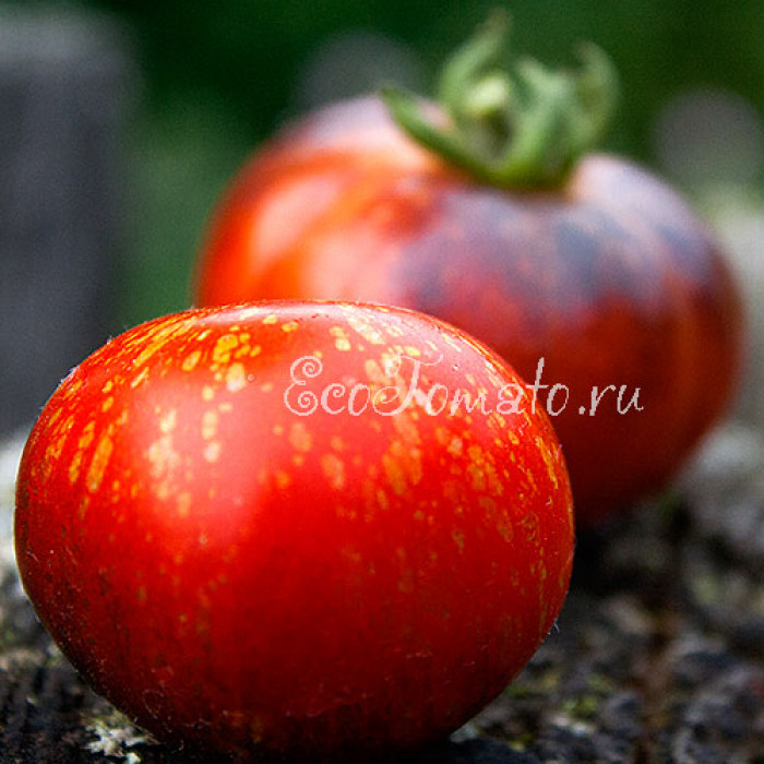 Red Beauty (Красная красота), США