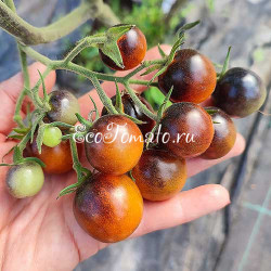 Supertress Indigo Orange (Супертресс индиго оранж), США