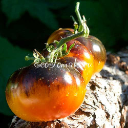 Yellow Dragon (Желтый дракон), США