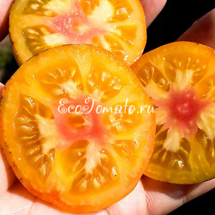 Yellow Dragon (Желтый дракон), США