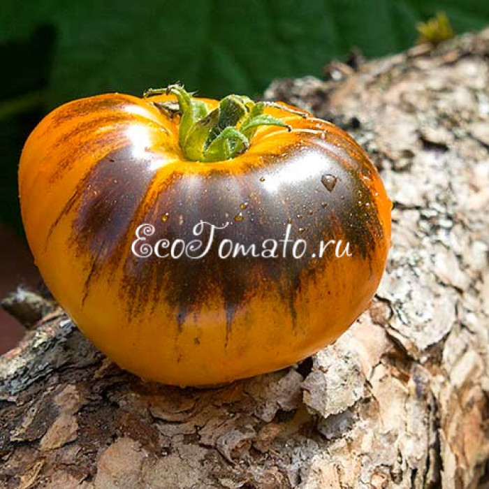 Yellow Dragon (Желтый дракон), США