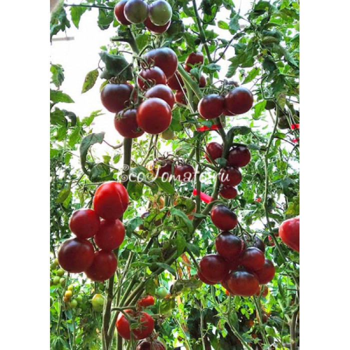 Синий воробей