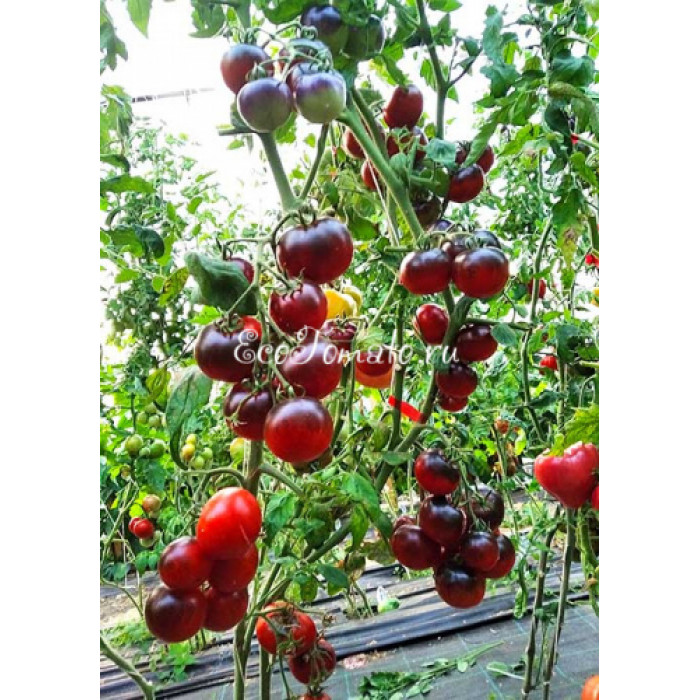 Синий воробей