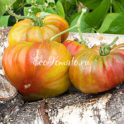 Amazing Amnesia (Удивительная Амнезия)