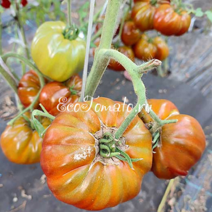 Amazing Amnesia (Удивительная Амнезия)