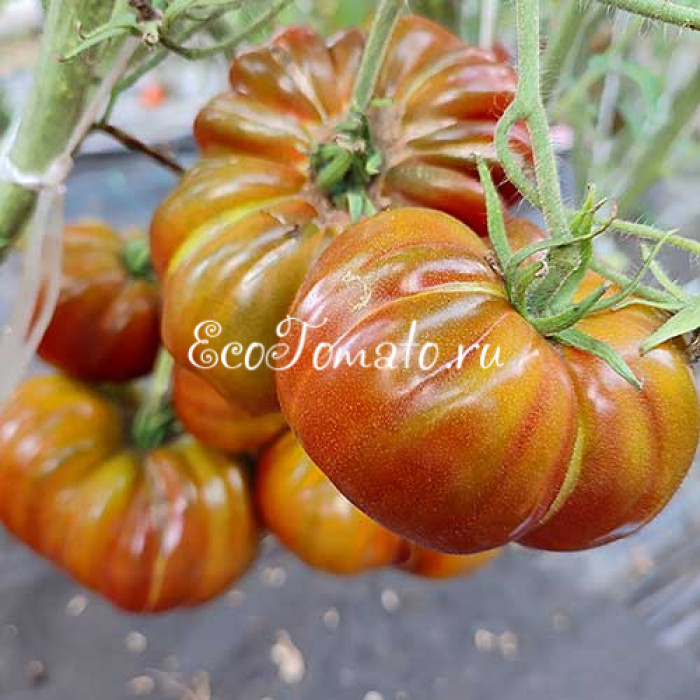 Amazing Amnesia (Удивительная Амнезия)