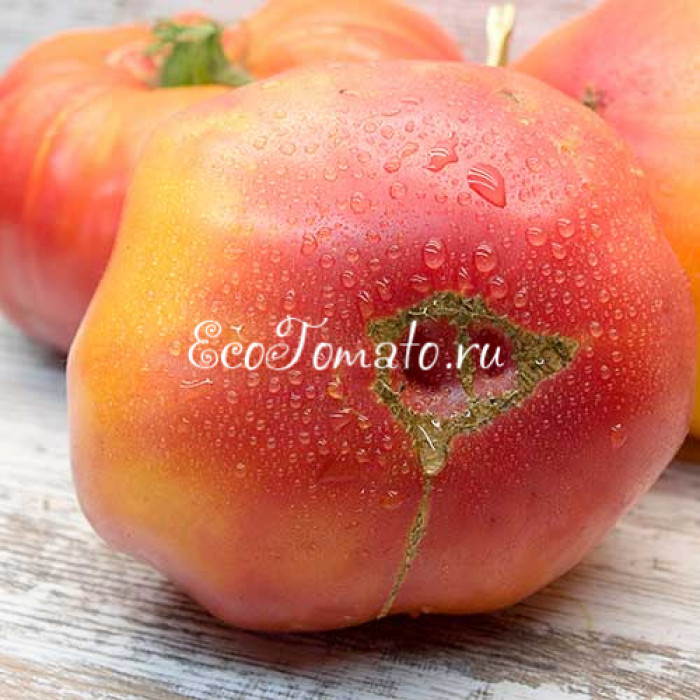 Carmella’s yellow stripes (Желтый полосатый Кармеллы)