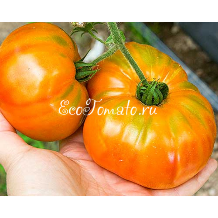 Carmella’s yellow stripes (Желтый полосатый Кармеллы)