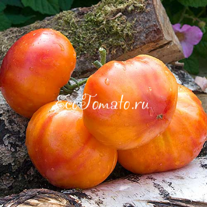 Carmella’s yellow stripes (Желтый полосатый Кармеллы)