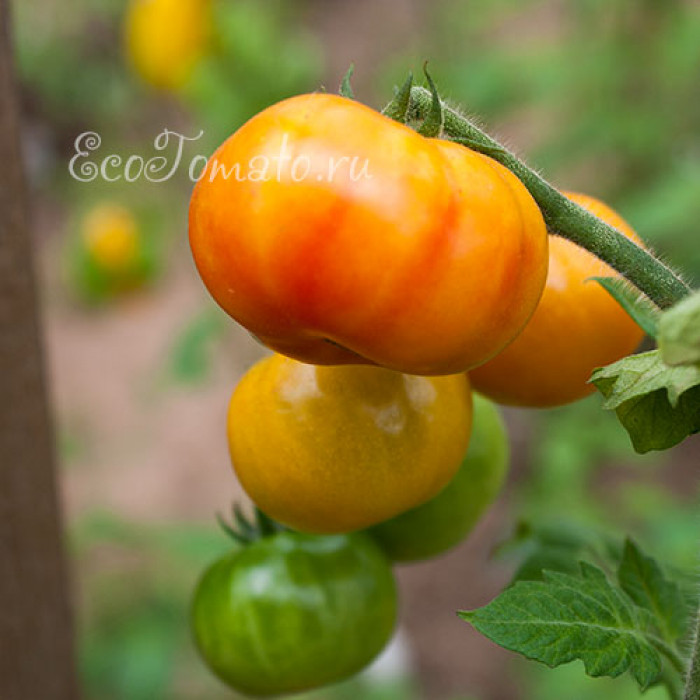 Rainbow Cherry (Черри Радуга)