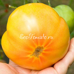 Dagma’s Perfection (Совершенство Дагмы), США