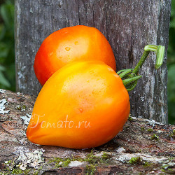 Orange Russian (Оранжевый русский), США