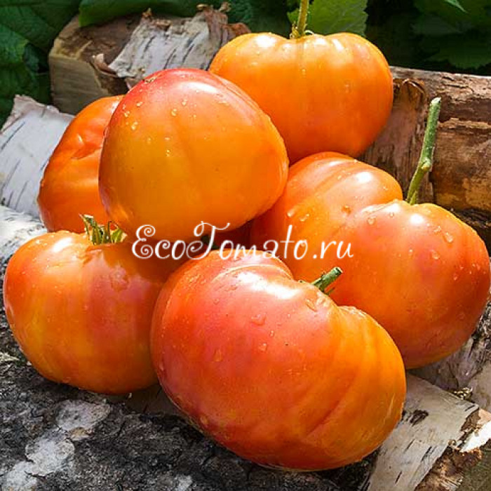 Orange Orangutan (Оранжевый орангутан)