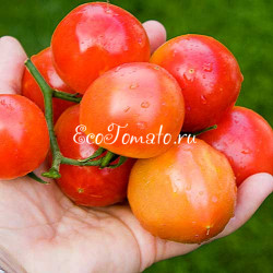 Pomehana Apple (Яблоко Помехана), США