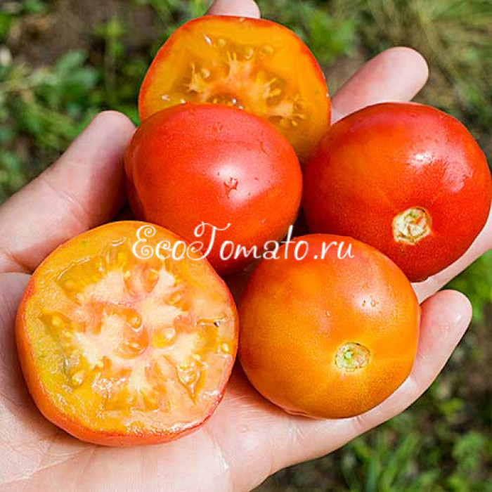 Pomehana Apple (Яблоко Помехана), США