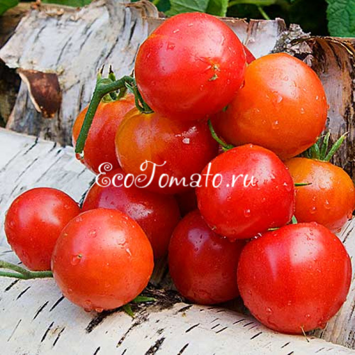 Pomehana Apple (Яблоко Помехана), США