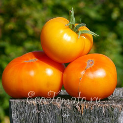 Tasmanian Blushing Yellow (Тасманское покраснение), Австралия