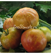 Муаровый Закат