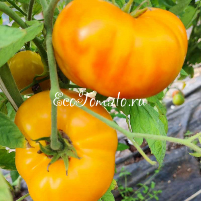 Tasmanian Blushing Yellow (Тасманское покраснение), Австралия