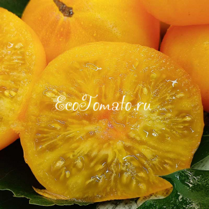 Tasmanian Blushing Yellow (Тасманское покраснение), Австралия