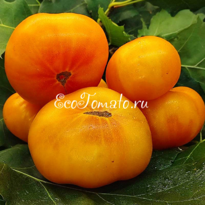 Tasmanian Blushing Yellow (Тасманское покраснение), Австралия