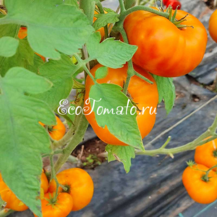 Tasmanian Blushing Yellow (Тасманское покраснение), Австралия