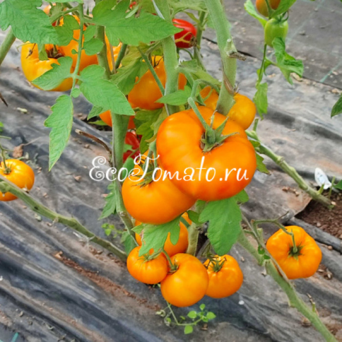 Tasmanian Blushing Yellow (Тасманское покраснение), Австралия