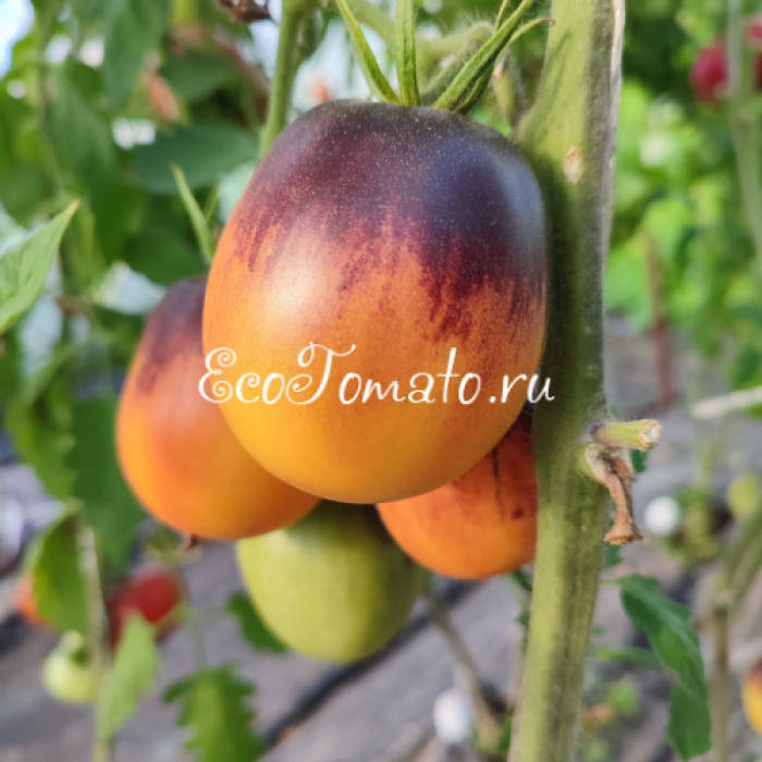 Золотая Чалма