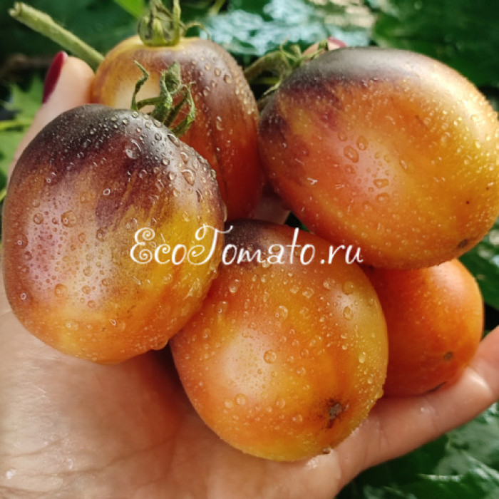 Золотая Чалма