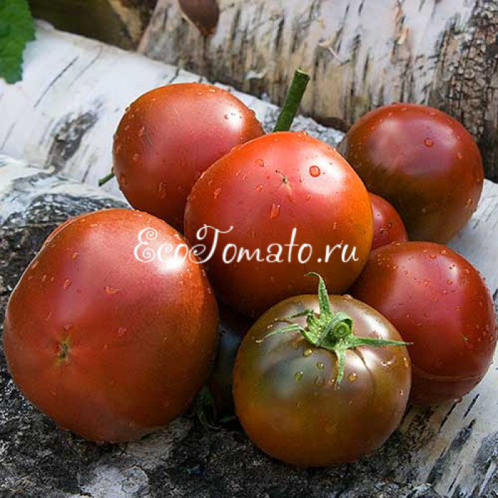 Brazilian Beauty (Бразильское чудо, Бразильская красота)