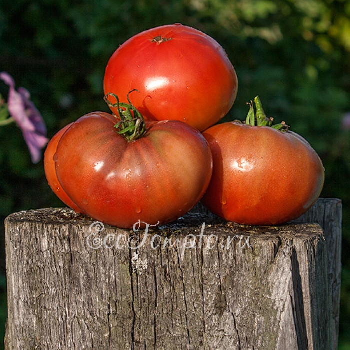 Cherokee Purple (Чероки пурпл), США