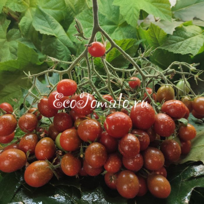 Marchengranat (Сказочный гранат) 