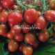 Marchengranat (Сказочный гранат) 
