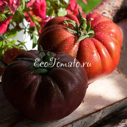 Morado de la Cabrara (Морадо де ла Кабрера), Италия