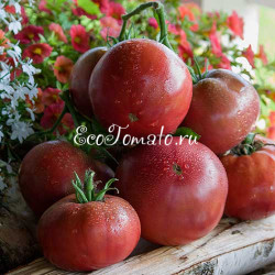 Moruno de Socuellamos (Мавр Сокуэльямос), Испания