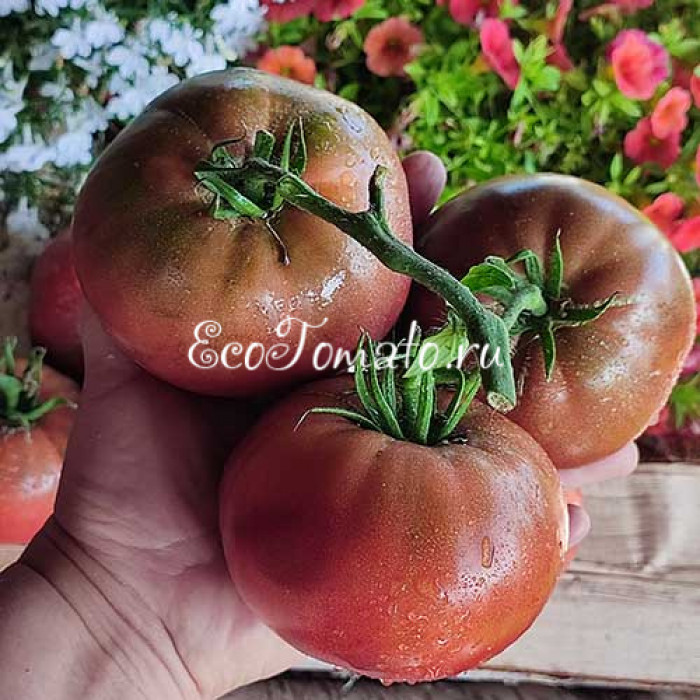 Moruno de Socuellamos (Мавр Сокуэльямос), Испания