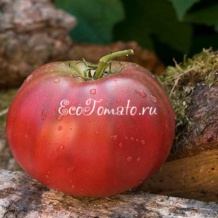 Blaue Kasachstan (Синий Казахстан), Германия