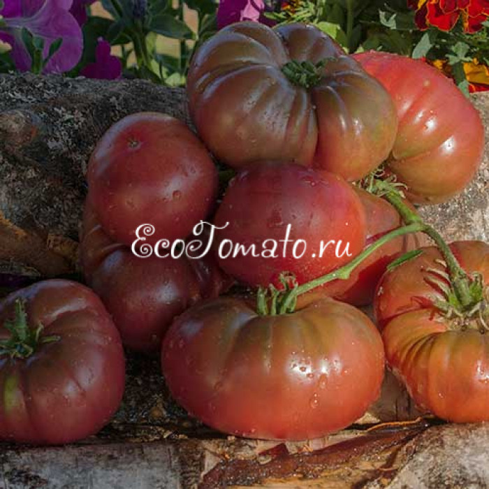 Blaue Kasachstan (Синий Казахстан), Германия