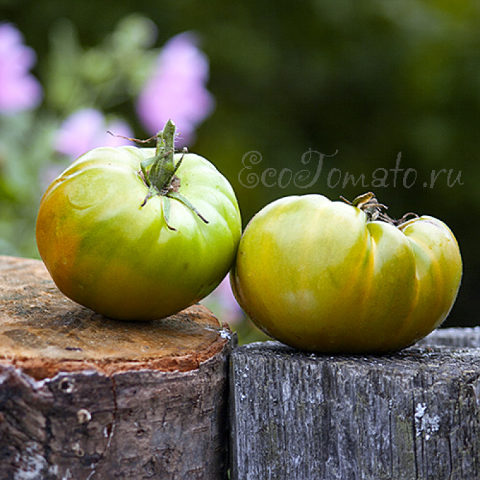 Aunt Ruby's German Green (Зеленый немецкий тети Руби), Германия