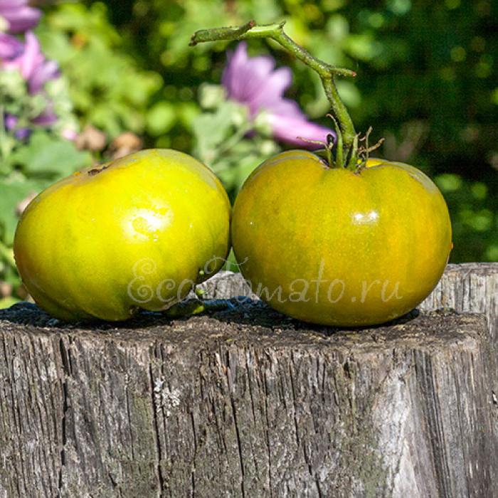 Green Pineapple (Зеленый Ананас), США