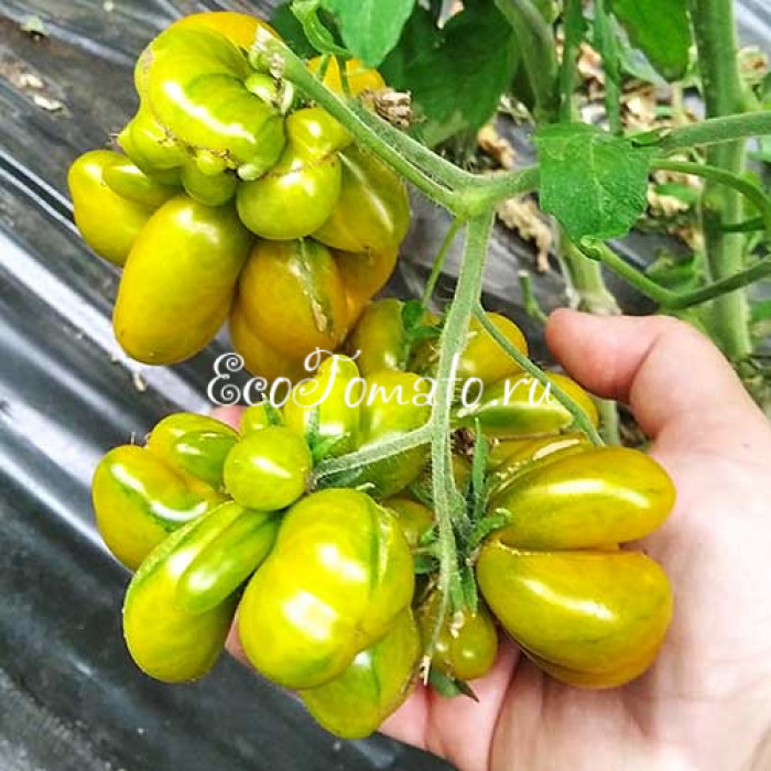 Phil's Two (Второй Фила), Франция