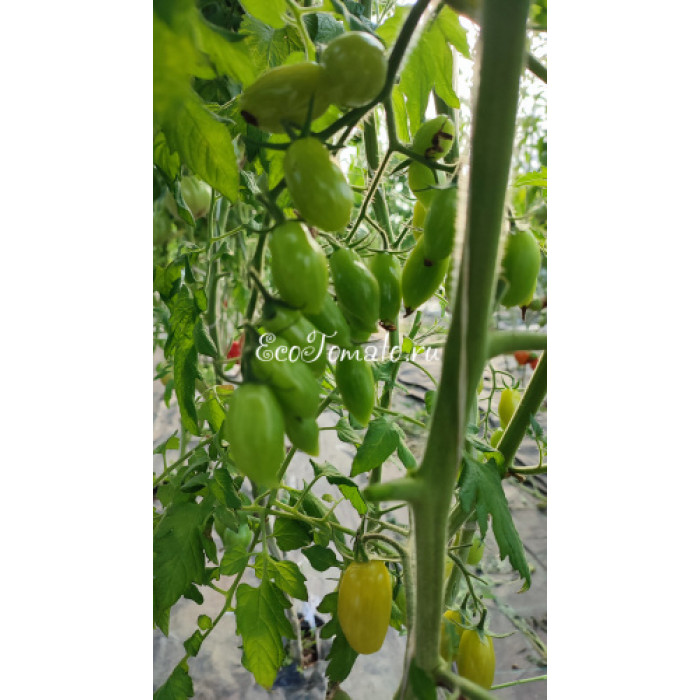 My Dancing Green Fingers (Мои танцующие зеленые пальцы), Бельгия