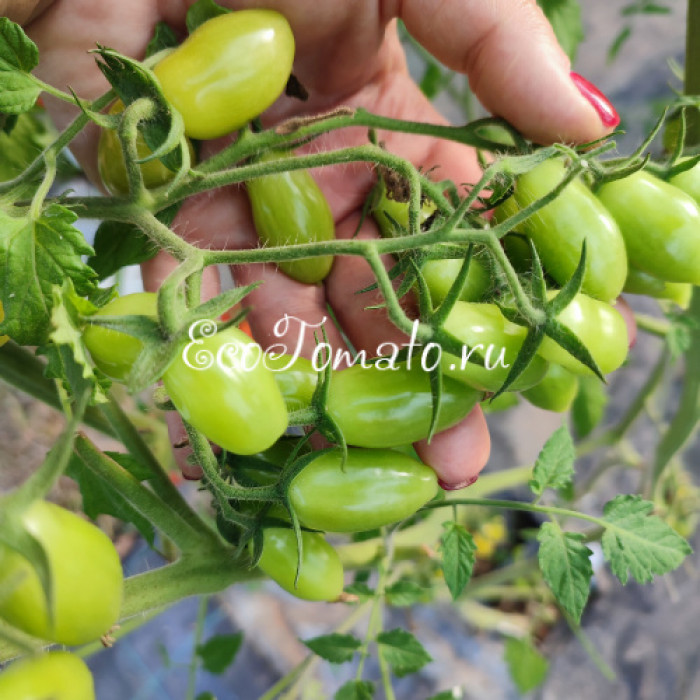 My Dancing Green Fingers (Мои танцующие зеленые пальцы), Бельгия