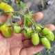 My Dancing Green Fingers (Мои танцующие зеленые пальцы), Бельгия