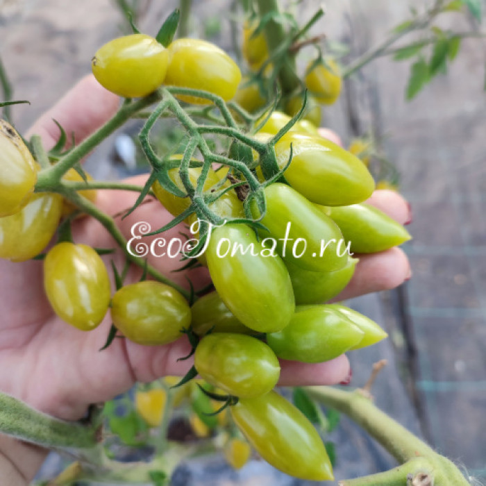 My Dancing Green Fingers (Мои танцующие зеленые пальцы), Бельгия